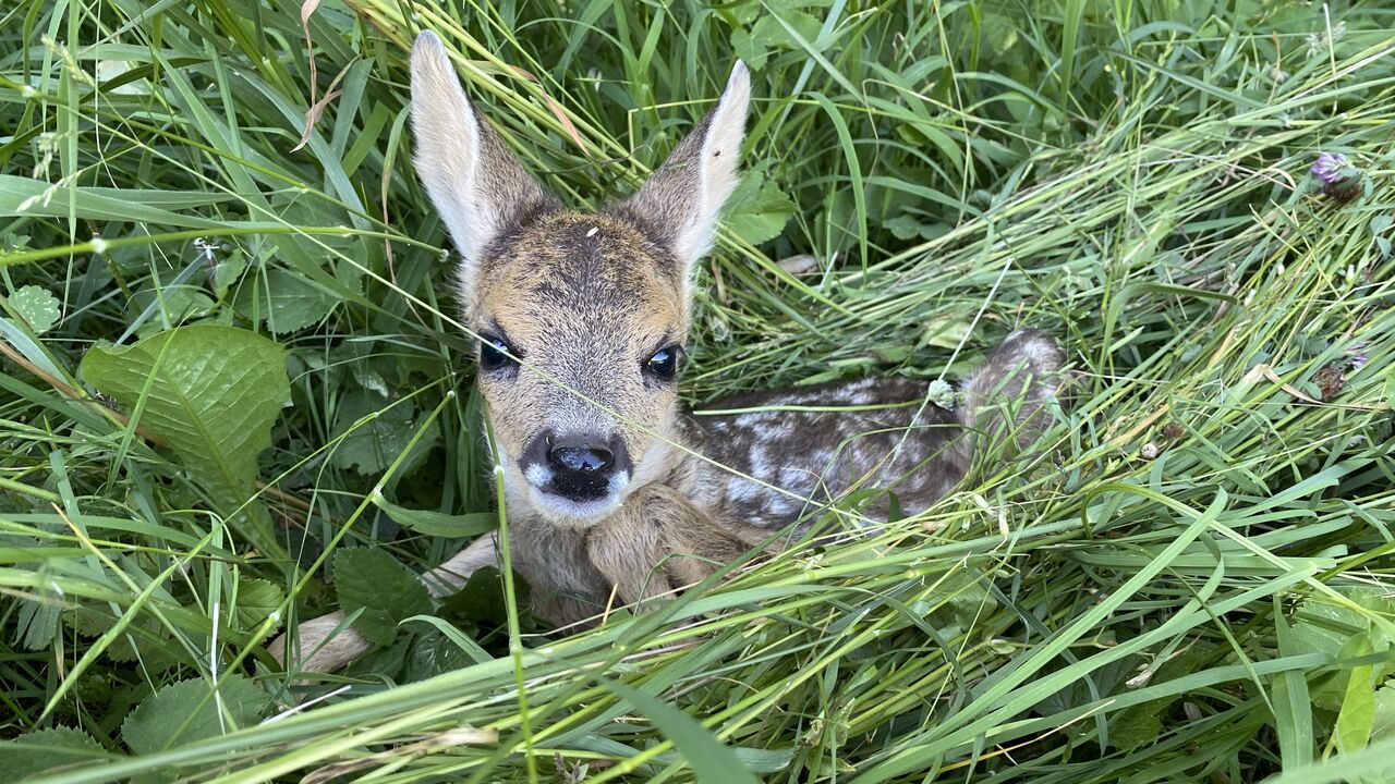 Retten Rehkitze: Mitarbeitende von Siemens Mobility und der Robotik-Firma Stäubli